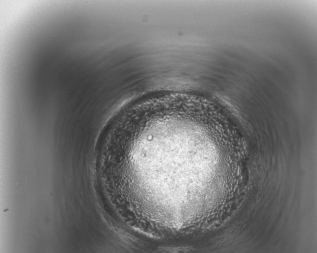 X0000068270679200605051815