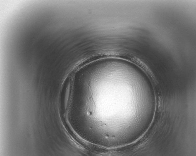 X0000068270725200605051814