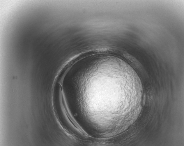 X0000068270728200605051814