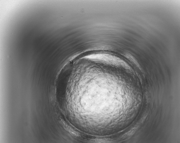 X0000068270781200605051814