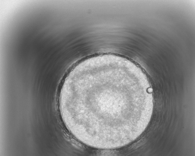 X0000068270832200605051813