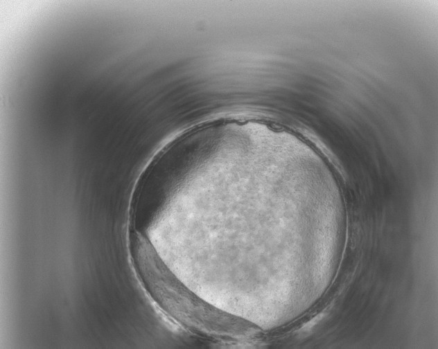 X0000068270853200605051813