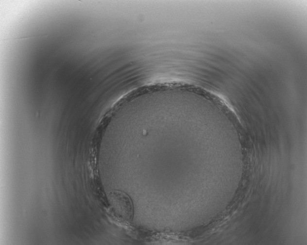 X0000068270871200605051812