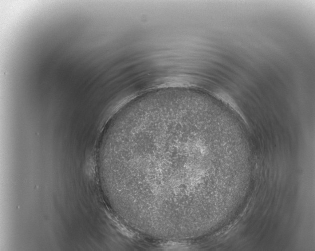 X0000068270874200605051812