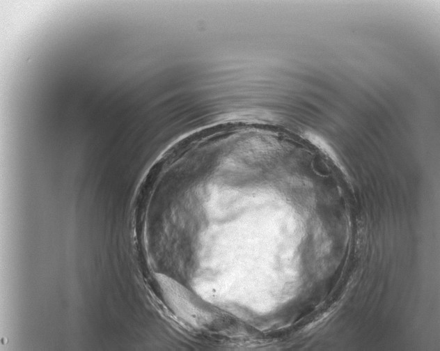 X0000068270923200605051811