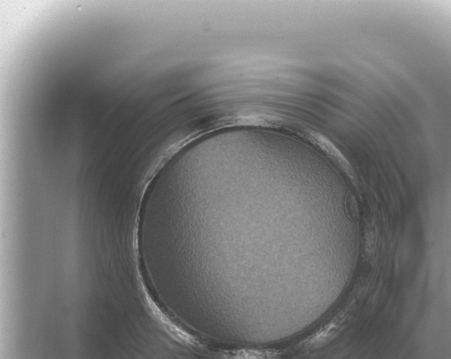 X0000068270938200605051811