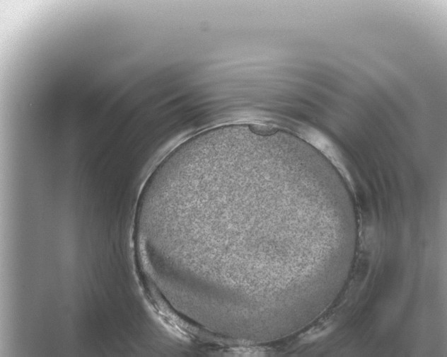 X0000068270954200605051811