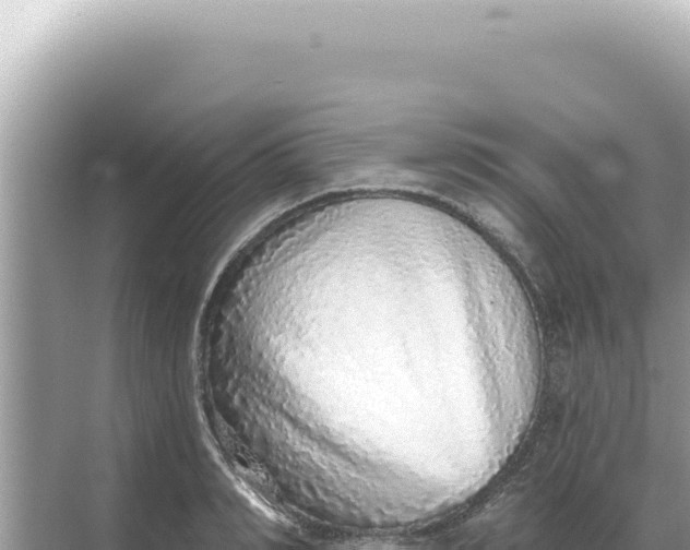 X0000068270990200605051810