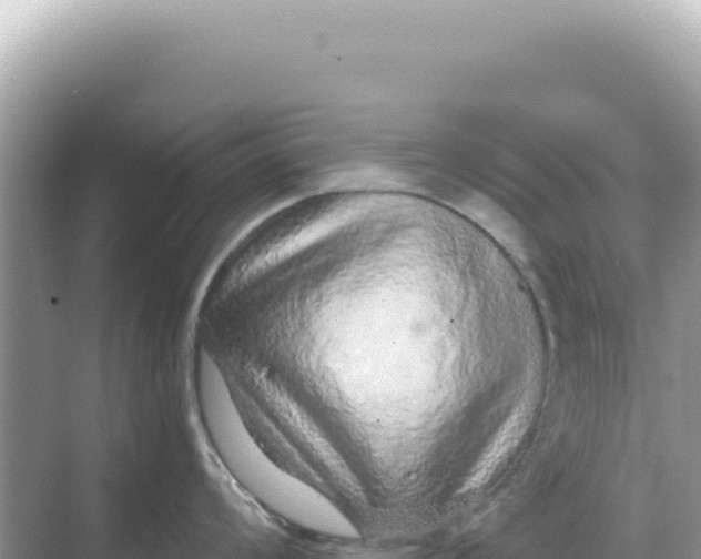 X0000068271008200605051810