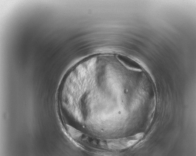 X0000068271045200605051810