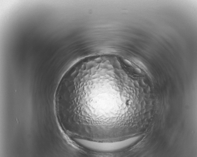 X0000068271047200605051810