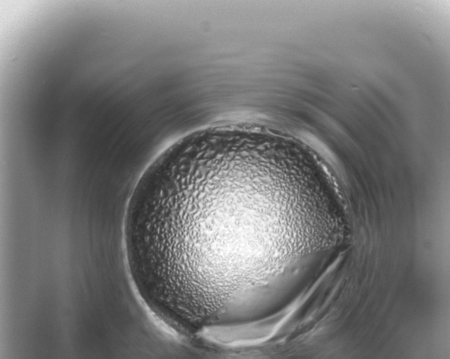 X0000068271055200605051810