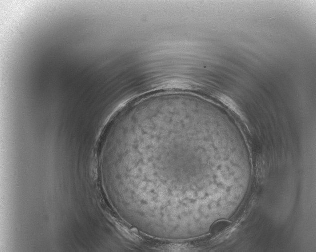 X0000068271067200605051809