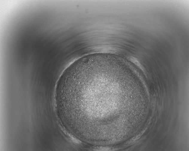 X0000068271071200605051809