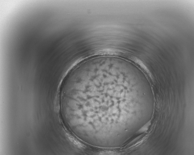 X0000068271075200605051809