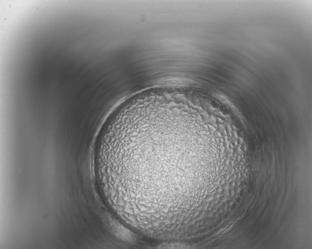 X0000068271083200605051809