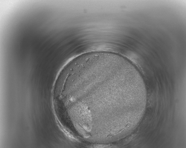 X0000068271086200605051809