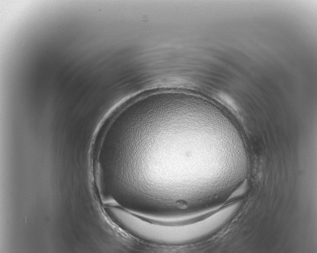 X0000068271120200605051808