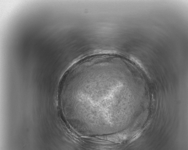 X0000068271165200605051807