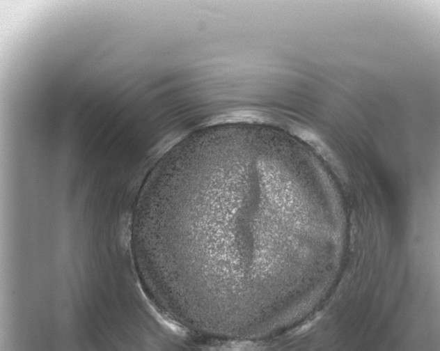 X0000068271233200605051806