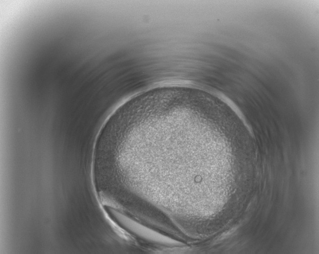 X0000068271245200605051807