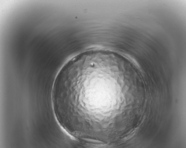 X0000068271247200605051807