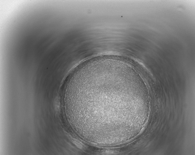 X0000068271266200605051806