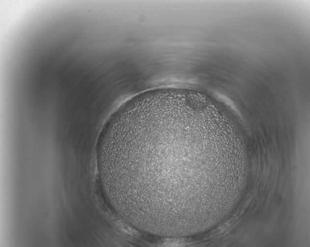 X0000068271267200605051806