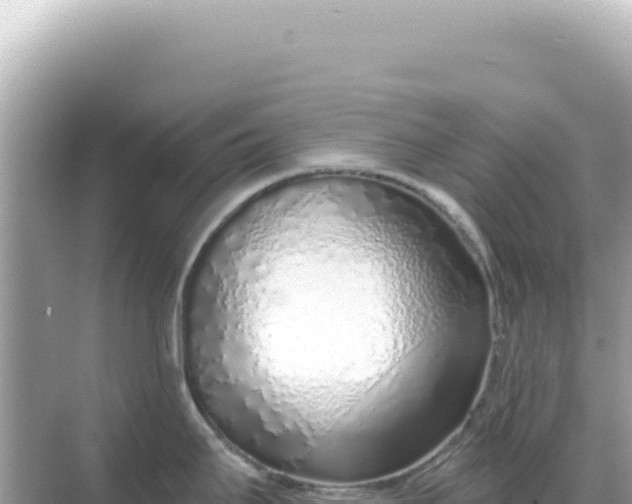 X0000068271295200605051805