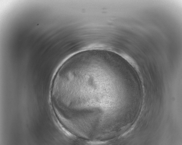 X0000068271296200605051805