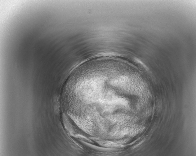 X0000068271361200605051804