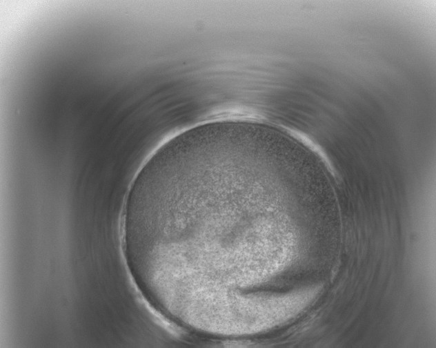 X0000068271383200605051804