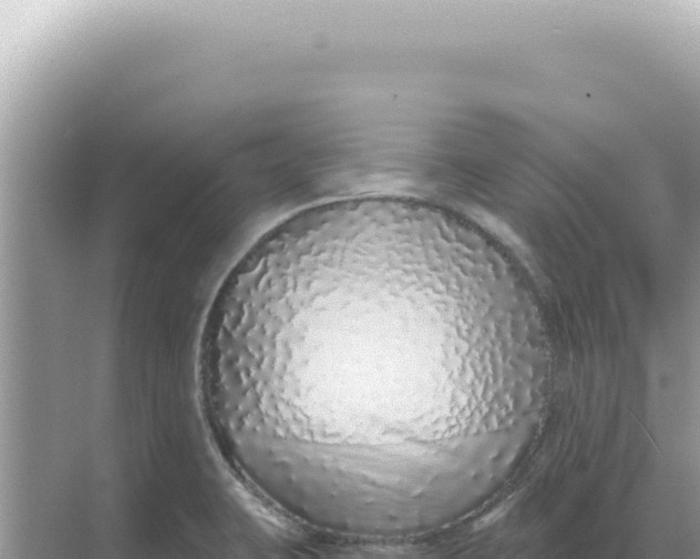 X0000068271423200605051803