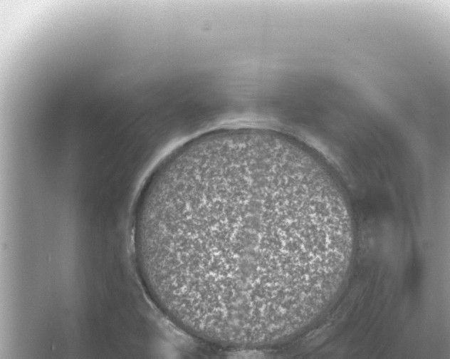 X0000068271462200605051802