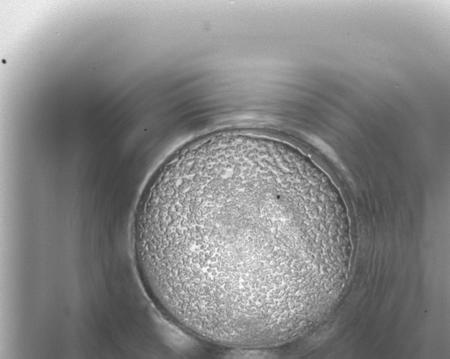 X0000068271474200605051802