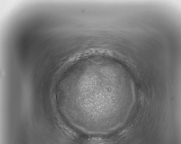 X0000068271489200605051801