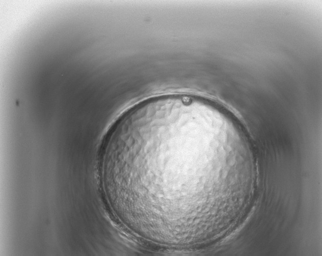 X0000068271501200605051801