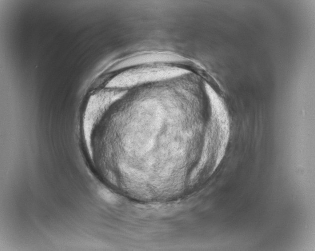 X0000068270005200605121858