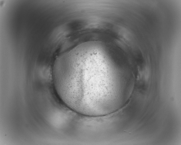 X0000068270029200605121857