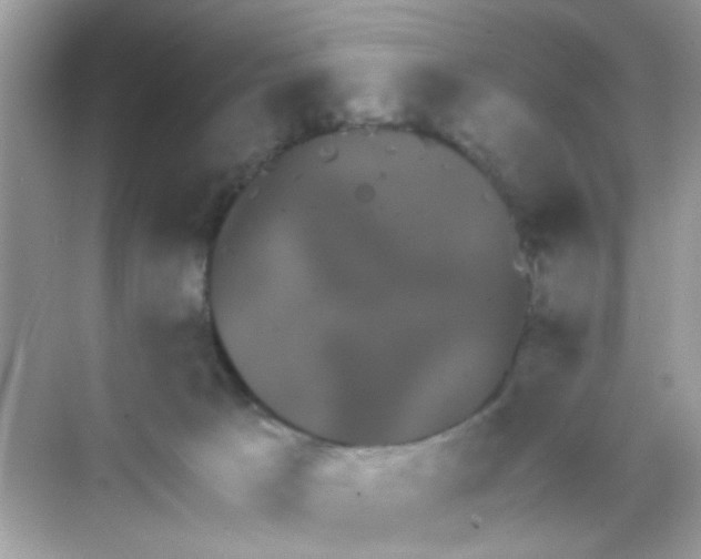 X0000068270033200605121857