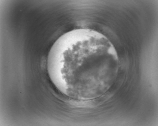 X0000068270036200605121857