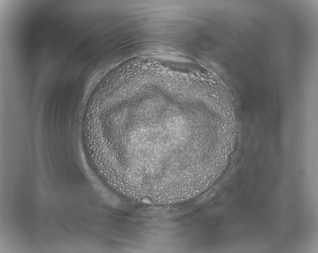 X0000068270049200605121856