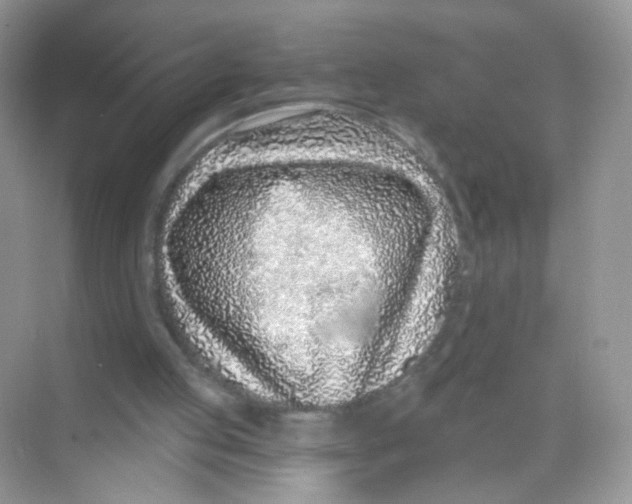 X0000068270053200605121856