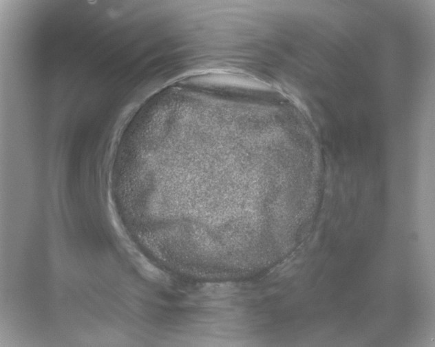 X0000068270145200605121855