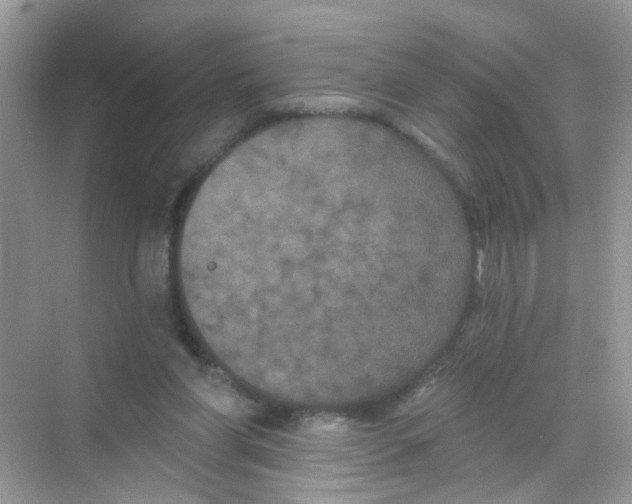 X0000068270206200605121854