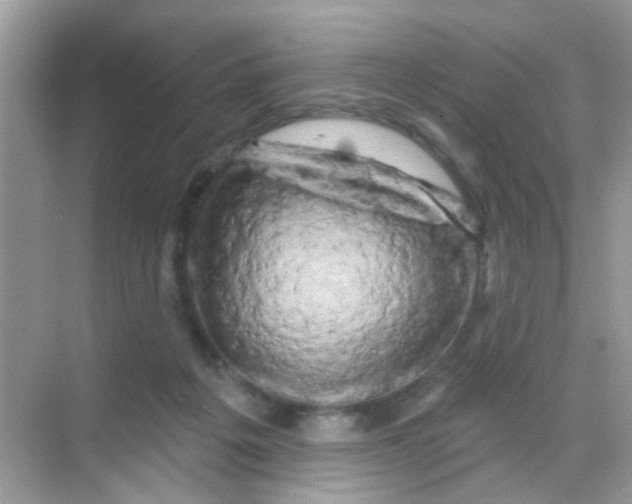 X0000068270217200605121854