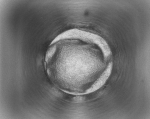 X0000068270225200605121854