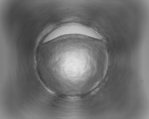 X0000068270245200605121853