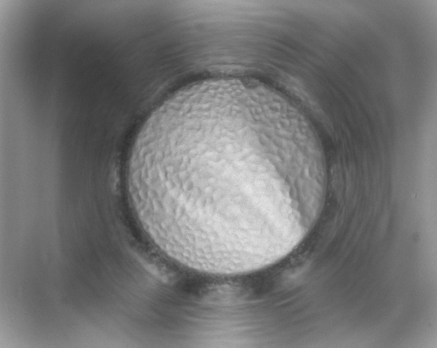 X0000068270259200605121853