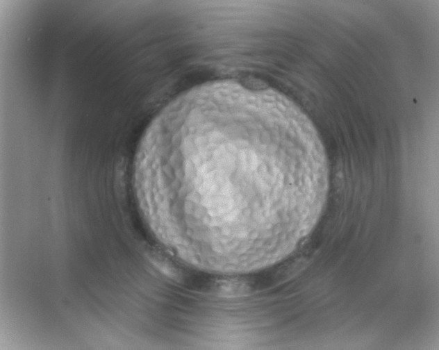 X0000068270275200605121854